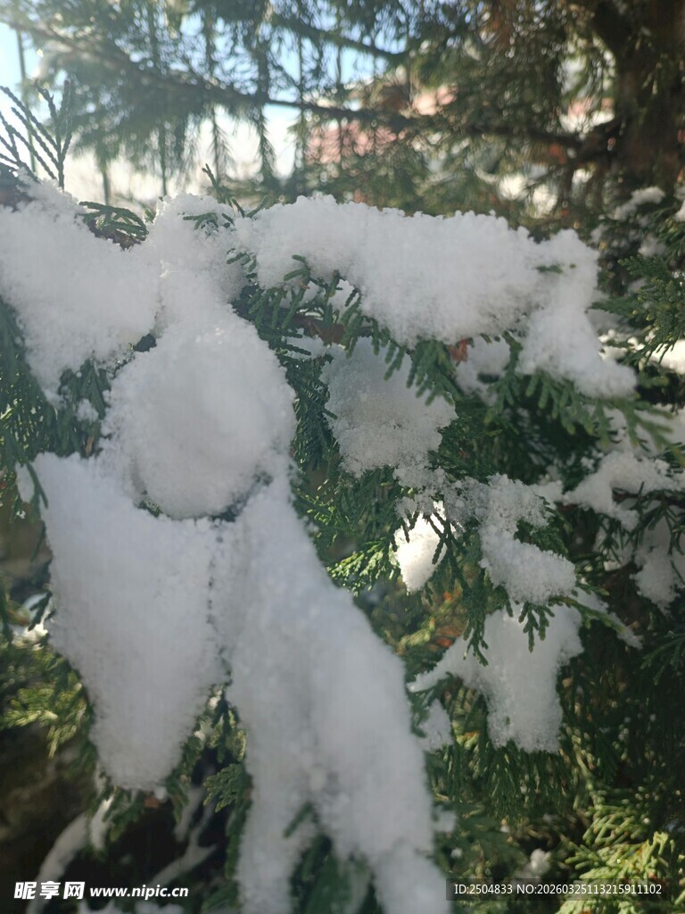 枝头覆雪的冬日景致