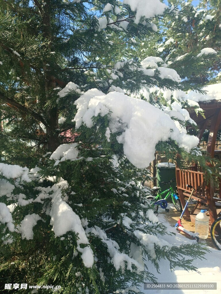 雪覆绿树的冬日美景
