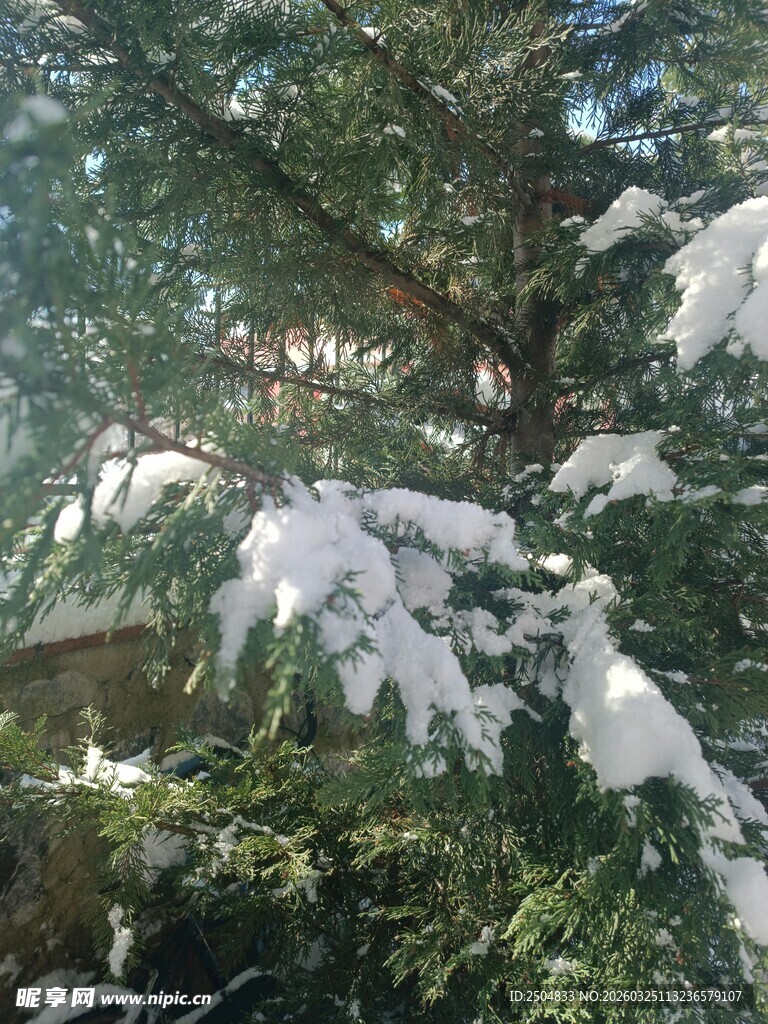 雪覆松枝的冬日美景