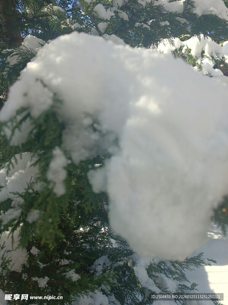 枝头覆雪的冬日美景