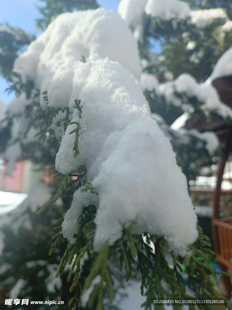 枝头覆雪的翠绿树木