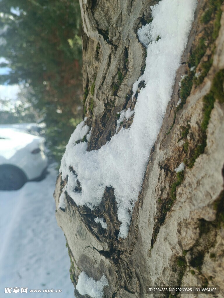 雪覆树干的冬日景象