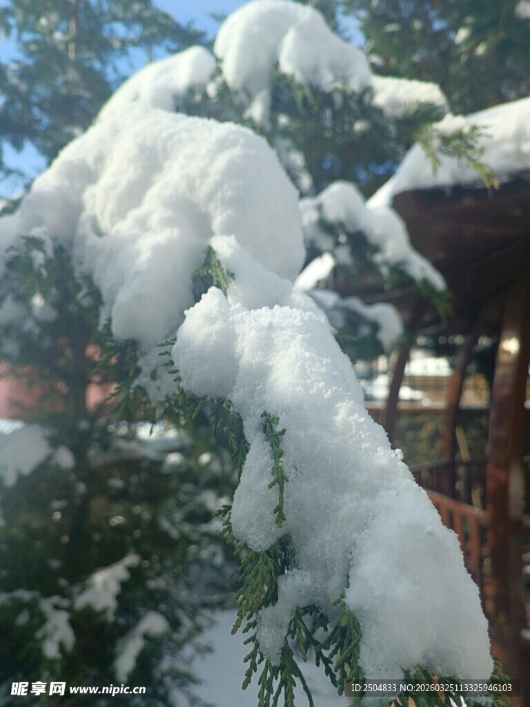 枝头覆雪的冬日美景