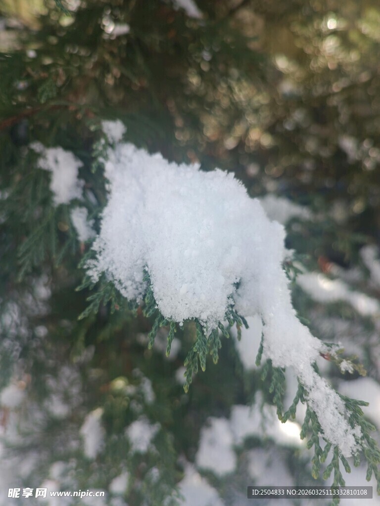 枝头覆雪的翠绿松枝