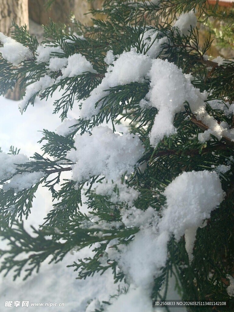 枝头覆雪的翠绿松枝