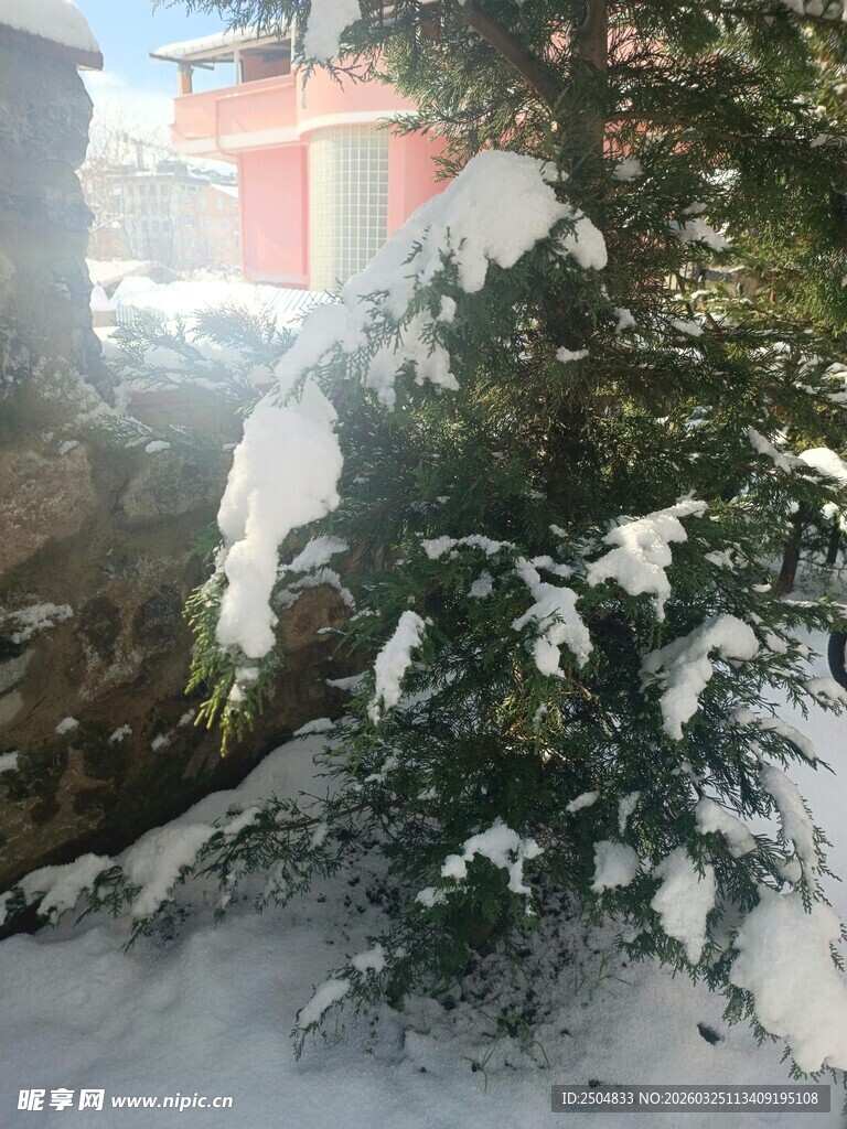 雪覆绿树 冬日静谧景致