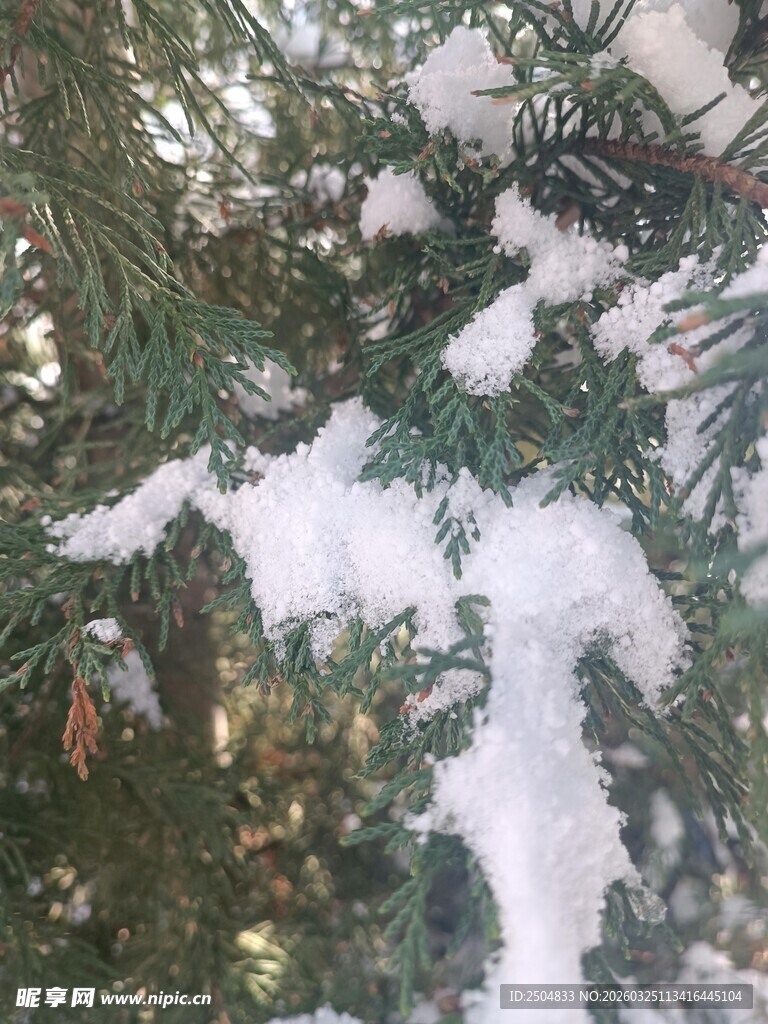 枝头覆雪的翠绿松枝