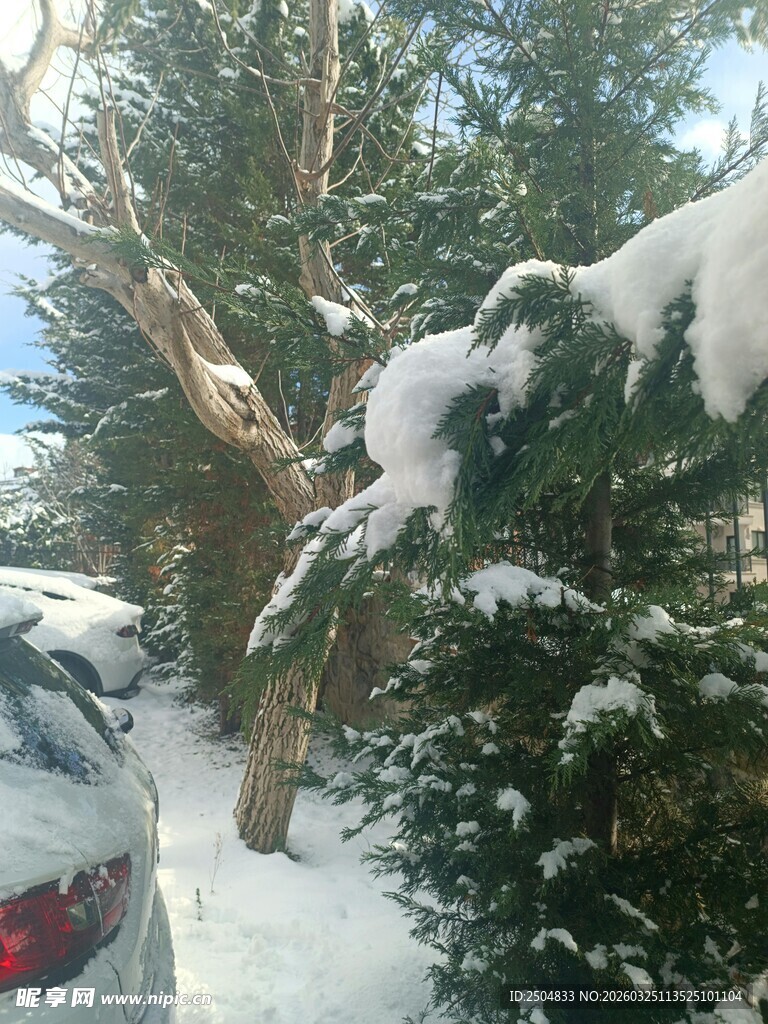 雪覆树木与车辆的冬日景象