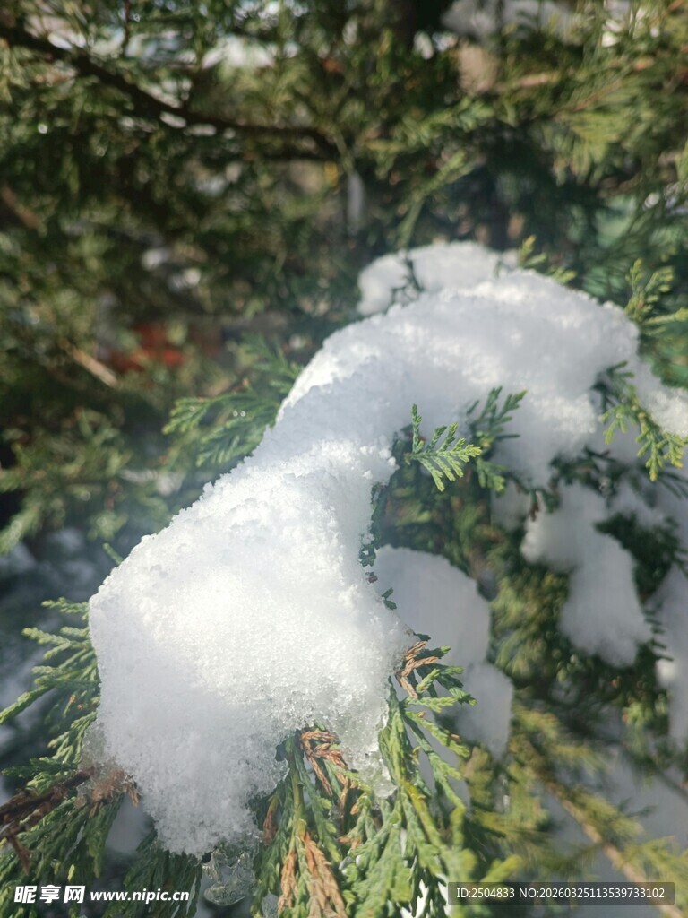 枝头覆雪的翠绿松枝