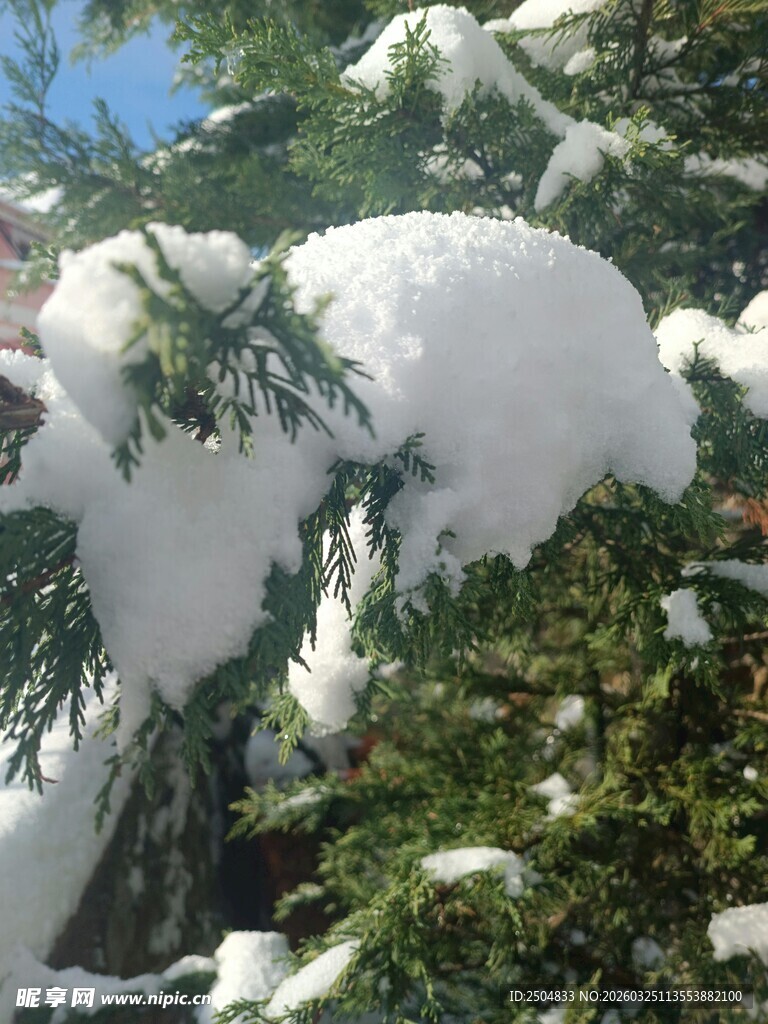 雪覆青松