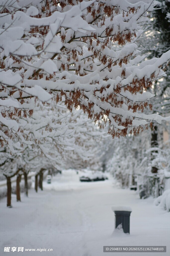 雪覆树木的静谧街道