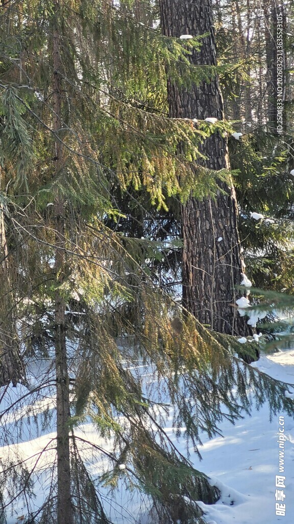 冬日森林中的翠绿松树