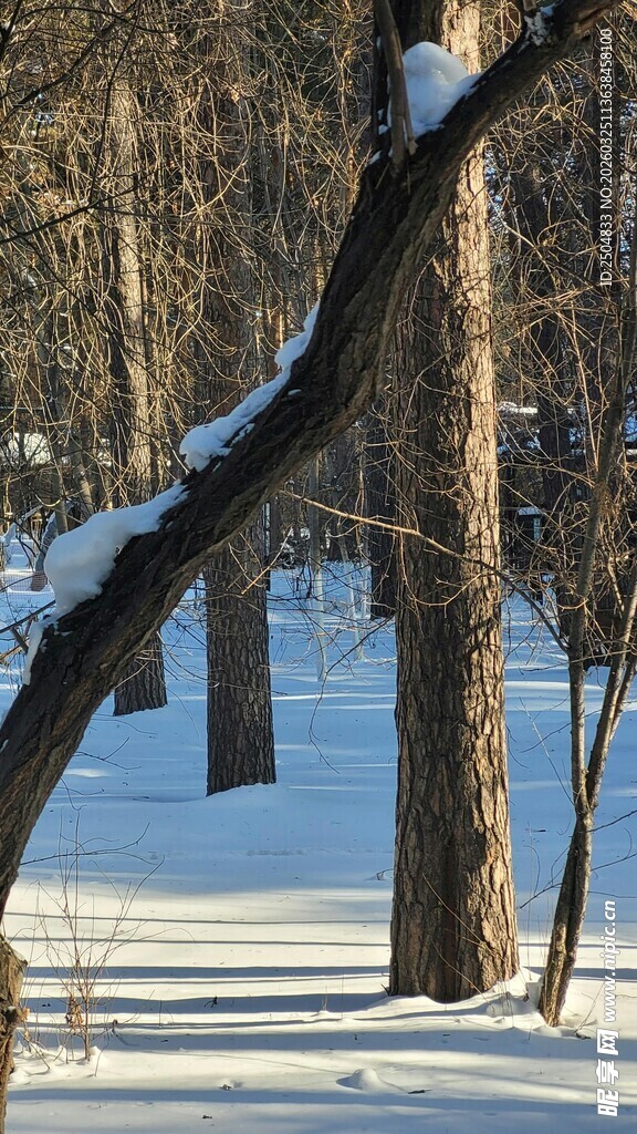 冬日雪林 静谧树木景致