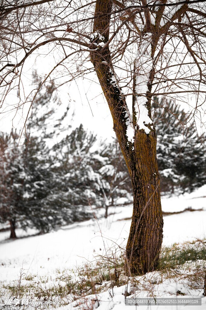 雪覆孤树的冬日景致