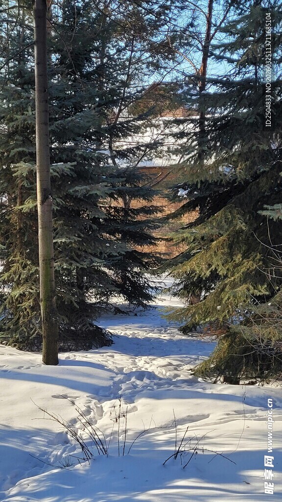 冬日雪林中小屋景象