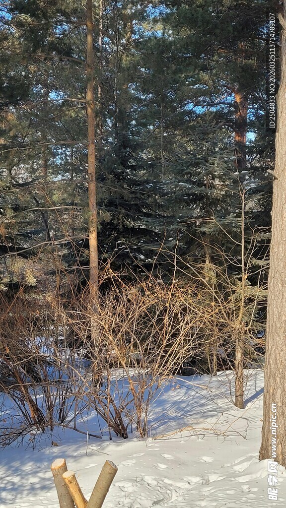 冬日雪林景象