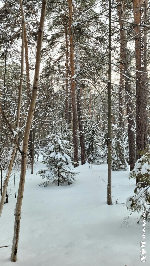 冬日雪覆树林美景