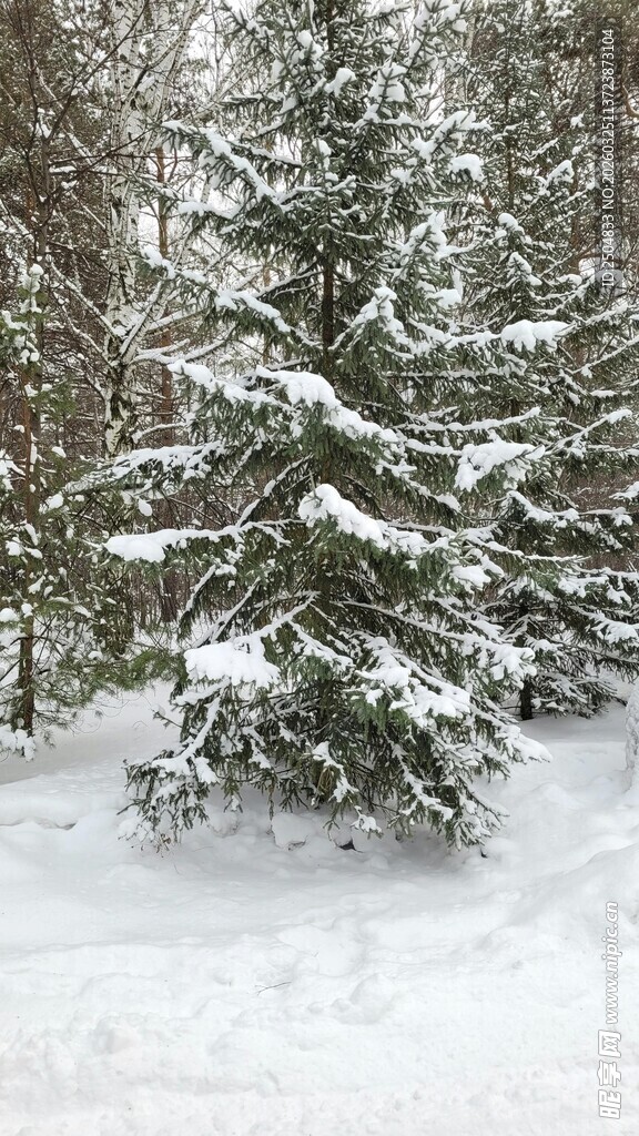 雪覆松林美景