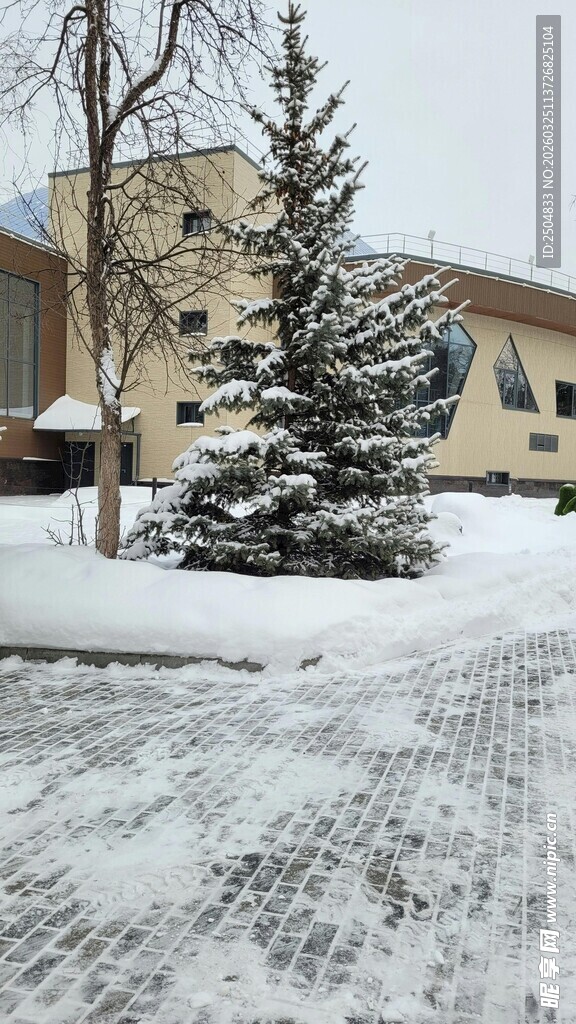 冬日雪景中的树木与建筑