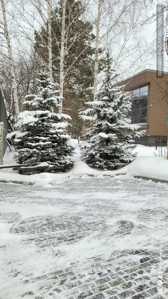 冬日雪景中的树木与房屋