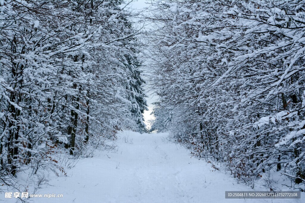 雪覆林间小道 静谧之景