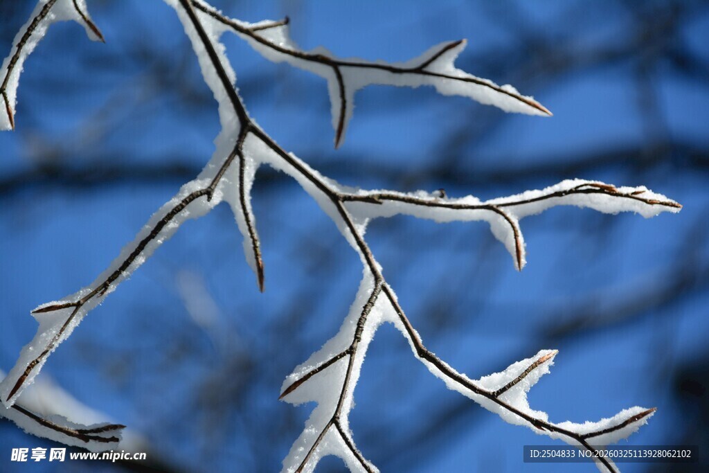 冰覆树枝的冬日景象