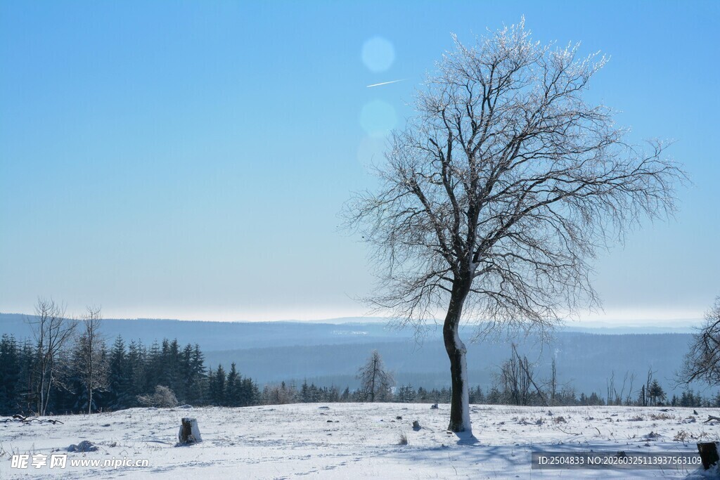 冬日旷野孤树雪景