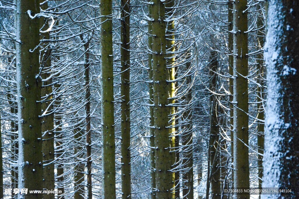 冬日雪覆森林美景