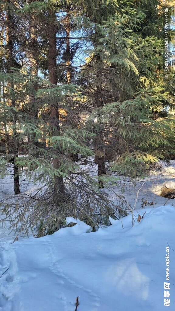 冬日雪林景致