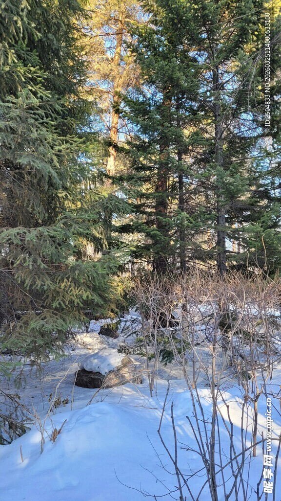 冬日林间雪景