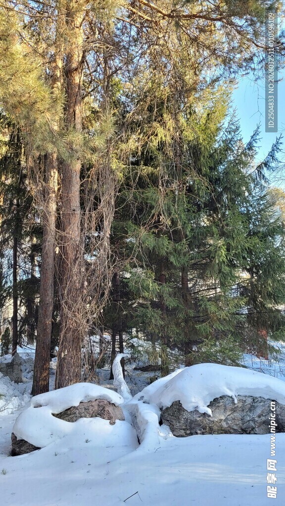 冬日雪覆树林静谧景象