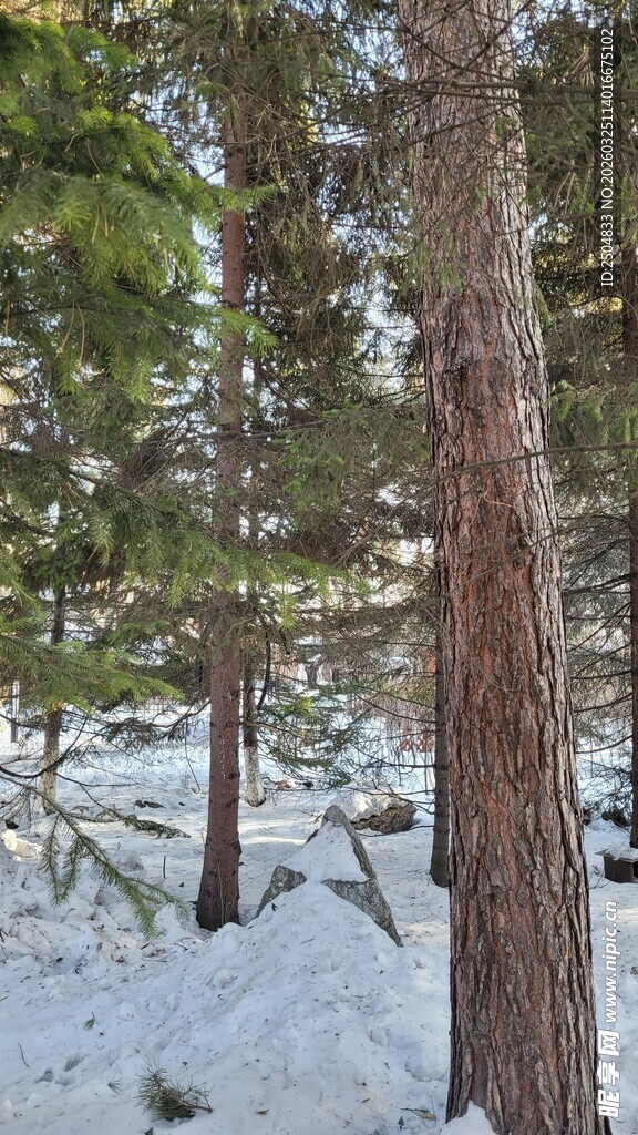 冬日雪林里的挺拔树木