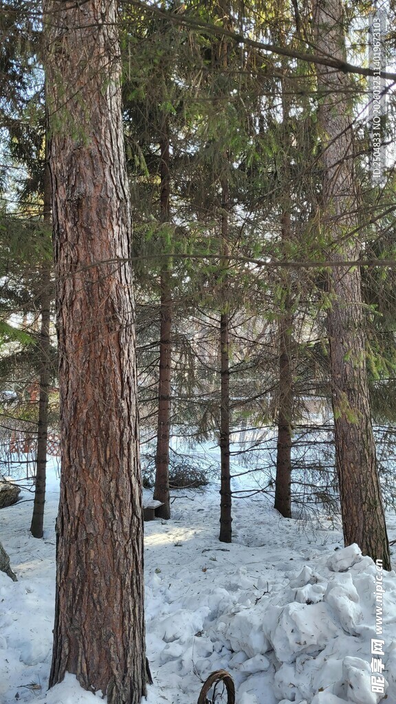 冬日雪林静谧景象