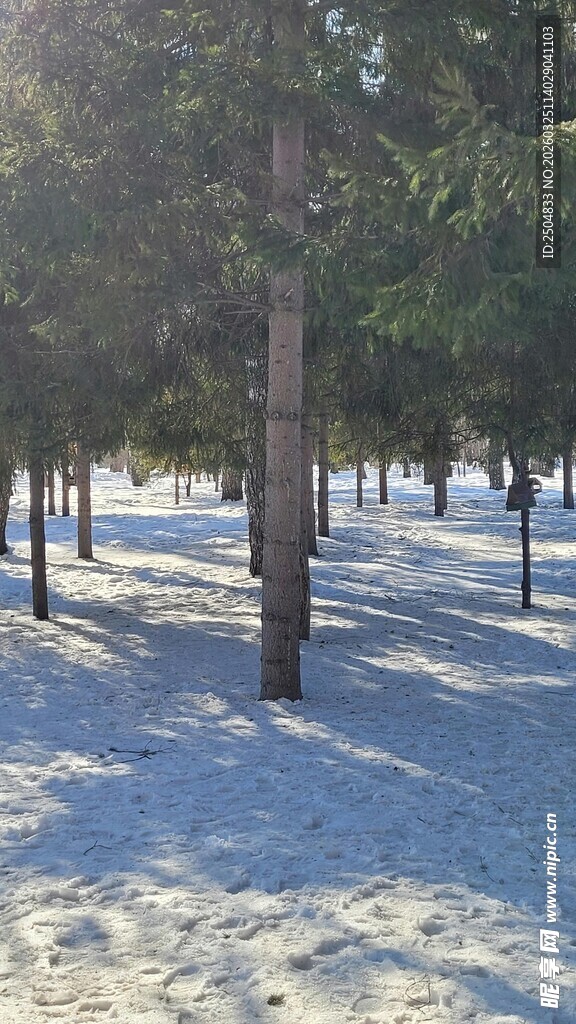 冬日雪后静谧树林景观