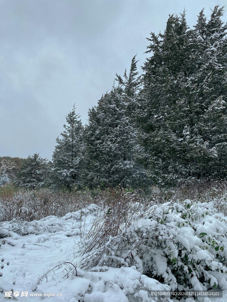雪覆林间景