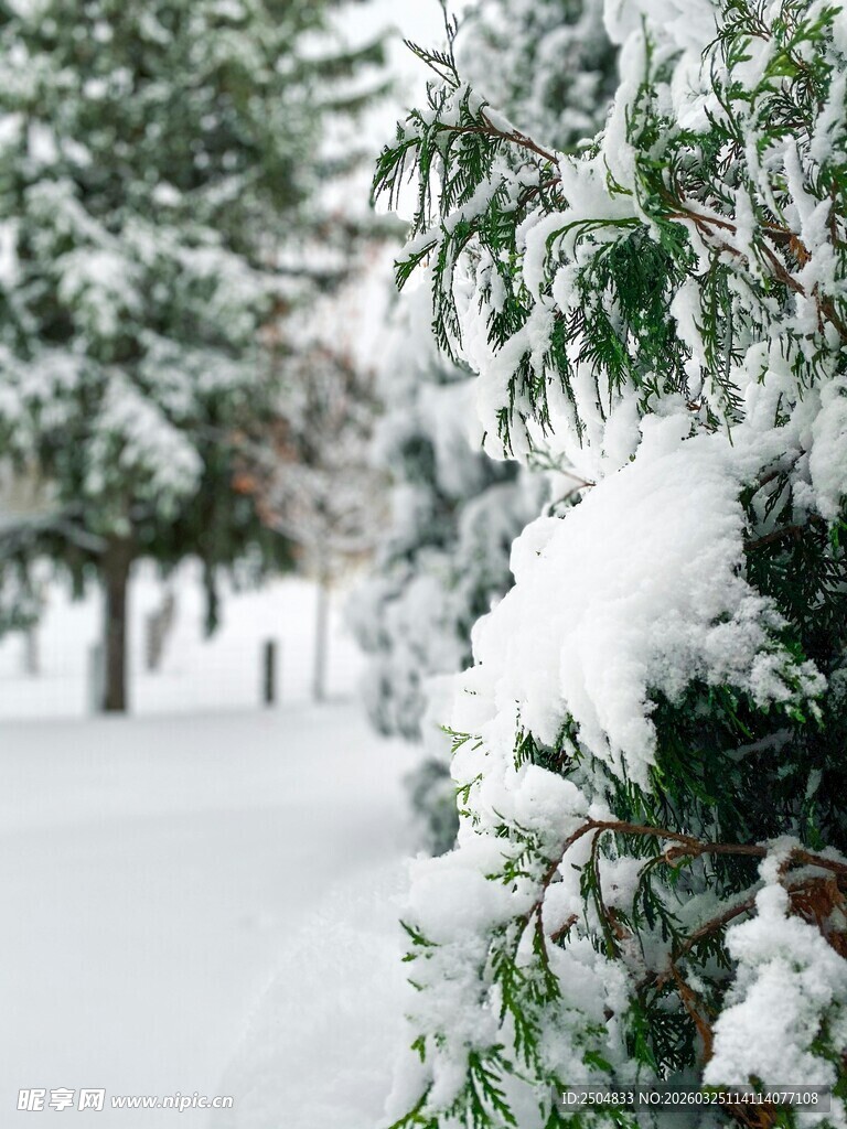 雪覆松枝的冬日美景