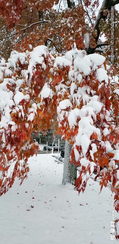 雪覆红叶景