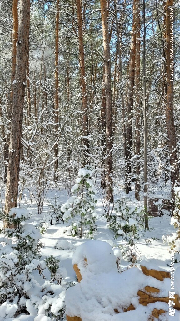 冬日雪覆松林美景