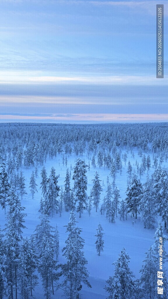 冬日雪林景观