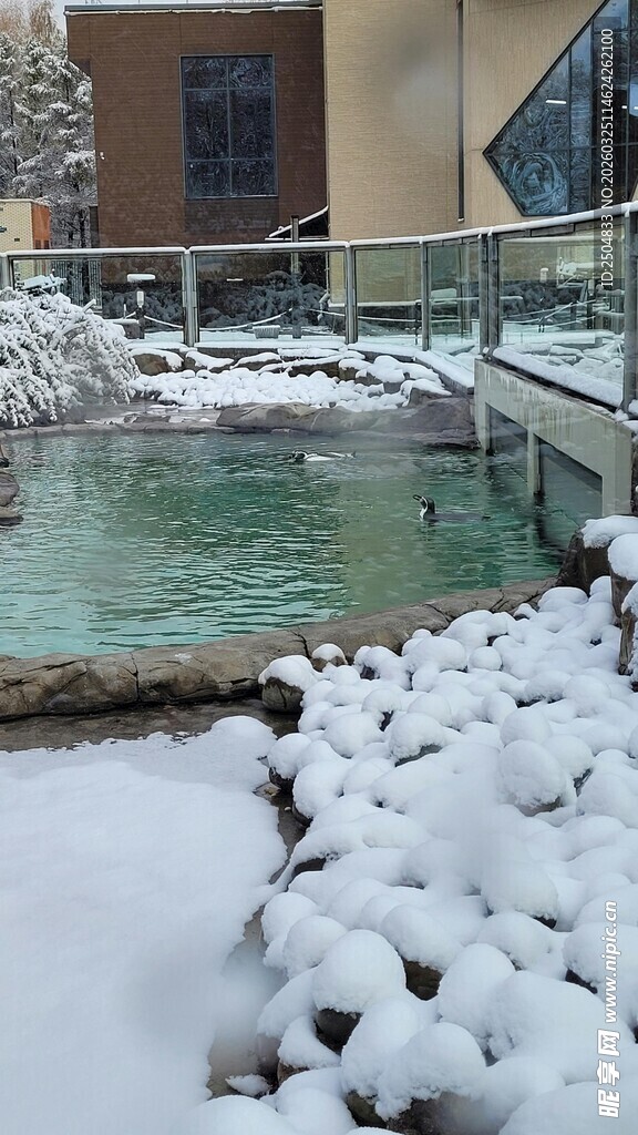 雪覆温泉池畔冬日美景