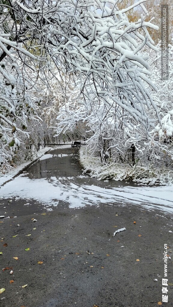 雪覆树枝的宁静路面