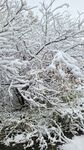 雪覆枝头 冬日美景
