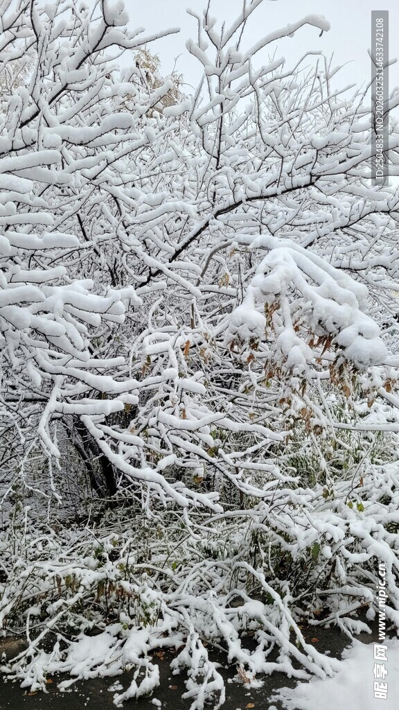 雪覆枝头 冬日美景