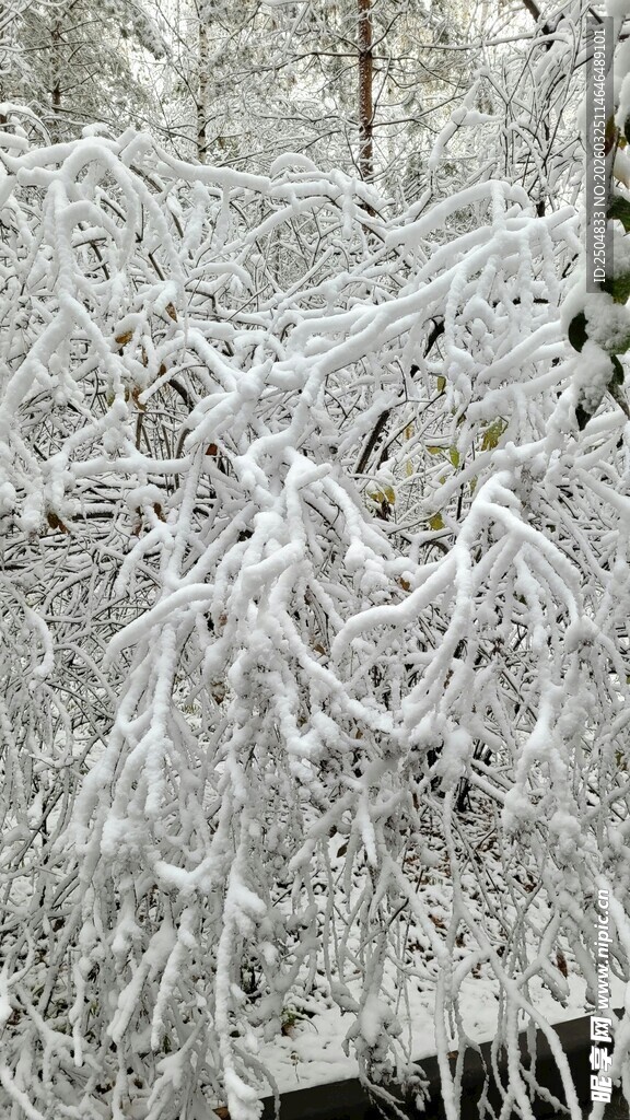 银装素裹的冰雪树枝