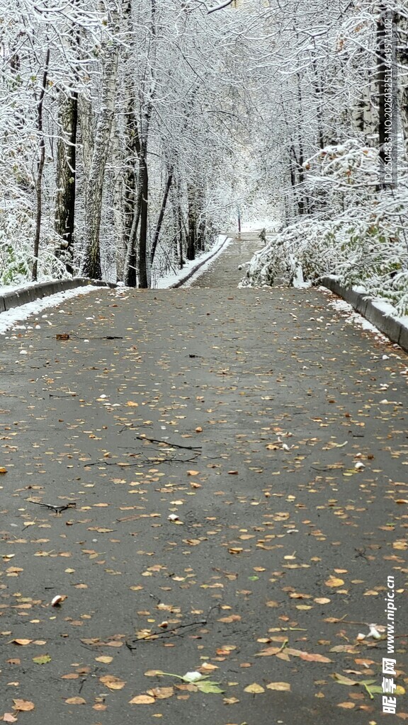 雪覆林间路 黄叶落其上