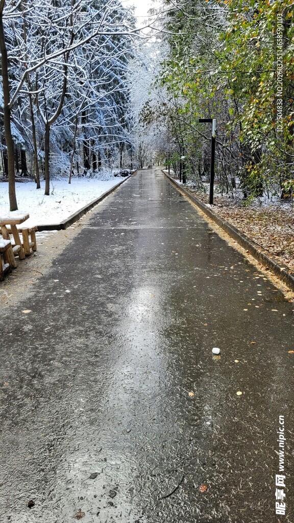 冬日雪后静谧的林间小道