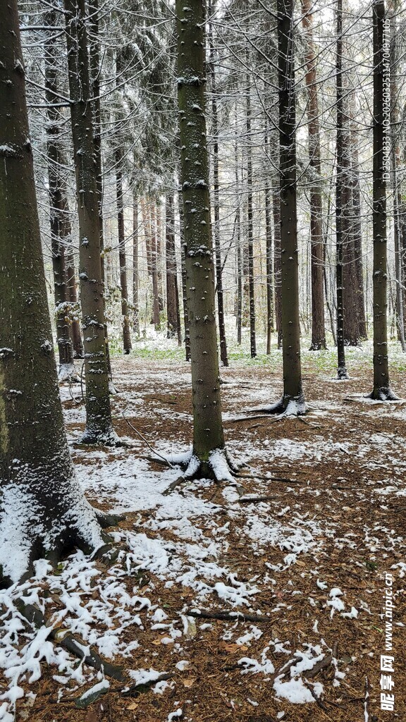 雪覆森林中的静谧树木