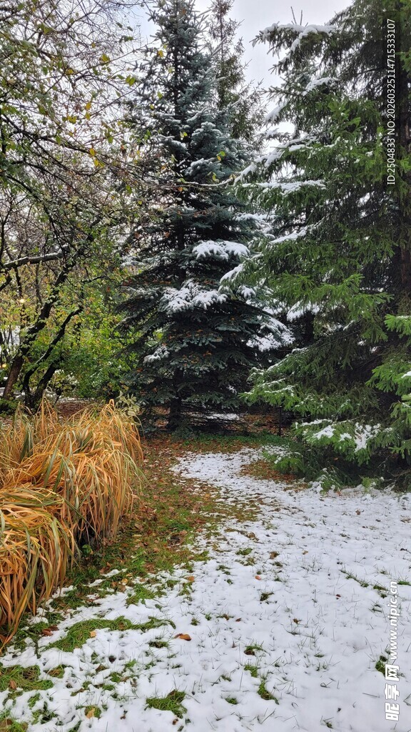 雪覆林间小径美景