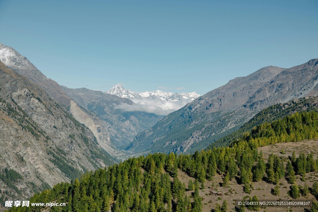 壮丽山谷间的葱郁山林