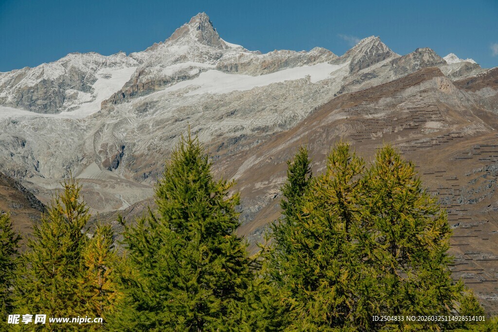 雪山下的葱郁松树景观